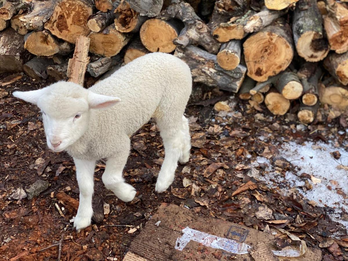Estancia Bonanza Patagonian Lodge Experience 엘 찰텐 외부 사진