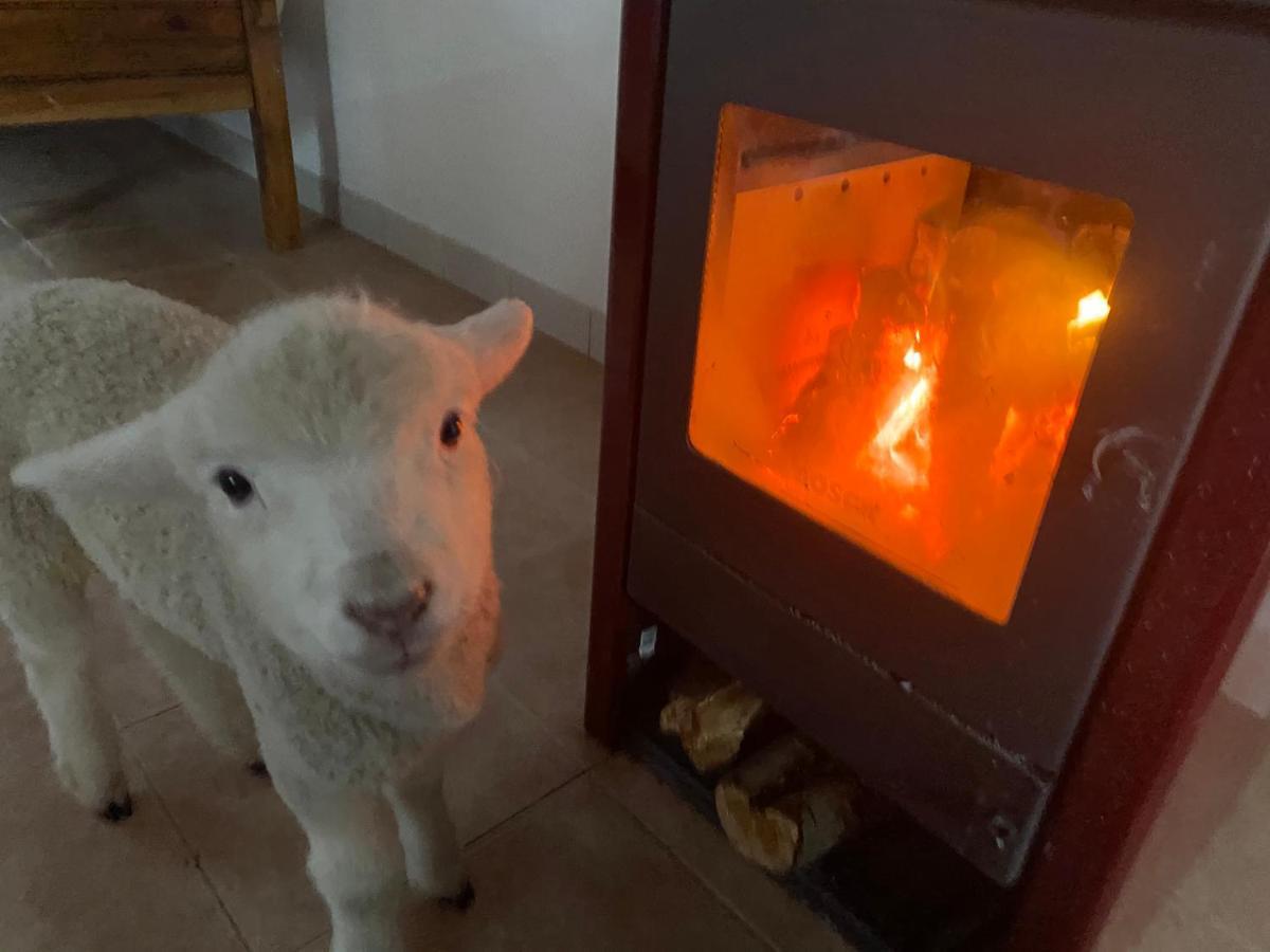 Estancia Bonanza Patagonian Lodge Experience 엘 찰텐 외부 사진